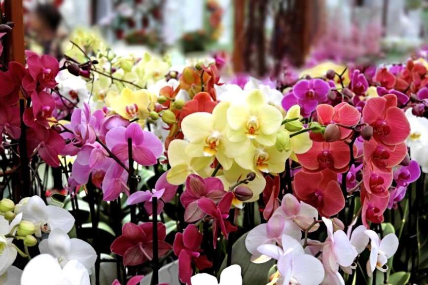 Не дикая орхидея: как ухаживать за самым капризным цветком