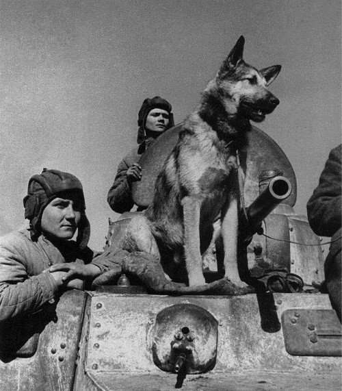 Собаки-герои Великой Отечественной войны