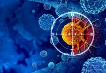 Нове антитіло демонструє багатообіцяючі результати в боротьбі з агресивним раком молочної залози