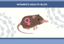 За пределами мышей и крыс: как необычные грызуны совершают революцию в исследованиях женского здоровья