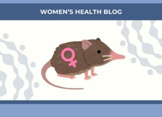 Окрім мишей і щурів: як незвичайні гризуни революціонізують дослідження жіночого здоров’я