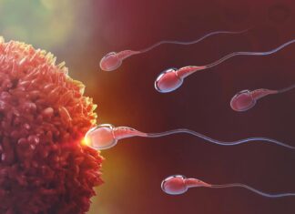 Прорив у Метаболізмі Сперматозоїдів Відкриває Шлях до Негормональної Чоловічої Контрацепції