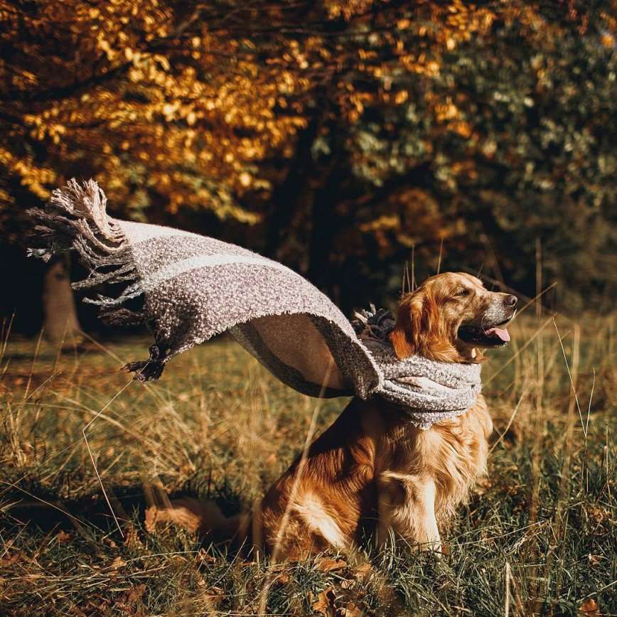 Потрясающая фотоистория Юлии и ретривера Максимуса